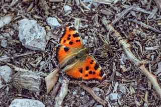 Первая встреча этой весной.