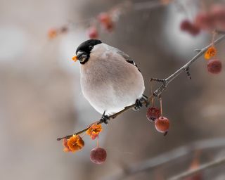 снегирь (самка)