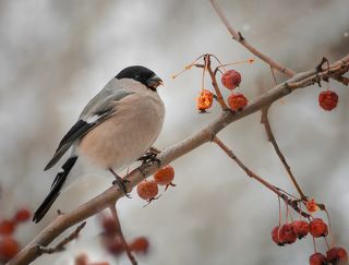 снегирь (самка)