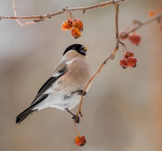 снегирь (самка)