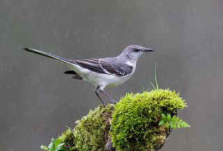 Многоголосый пересмешник - Northern Mockingbird