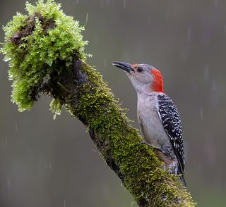 Red-bellied Woodpecker - Каролинский меланерпес