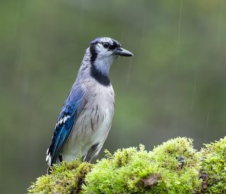 Голуюая сойка - Blue Jay