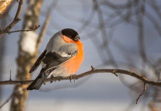 снегирь (самец)