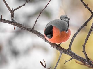 снегирь (самец)
