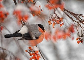 снегирь (самец)