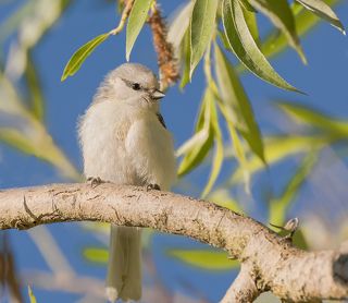 белая лазоревка..
