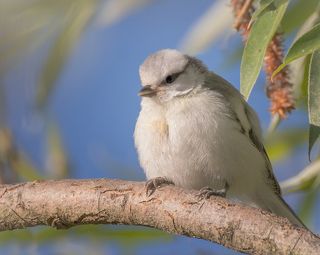белая лазоревка..