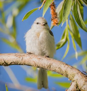 белая лазоревка..