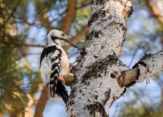 белоспинный дятел..