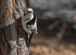 белоспинный дятел..