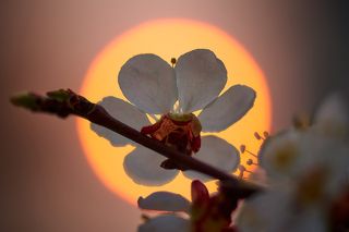 Абрикос в солнечном диске