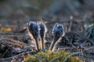 01 Жизнь сон-травы очень красива! Вот такими пушистыми шариками в конце апреля она вылезает из земли…