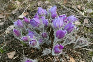 03 Но превращения сон-травы чрезвычайно быстротечны: вчера это были ещё бутоны, ...