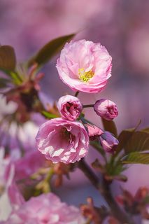 По-моему, сакура чем-то похожа на розу.