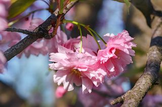 Очень пышные цветы!