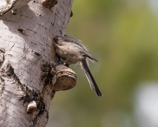 гаичка обустраивает свой дом (для потомства)