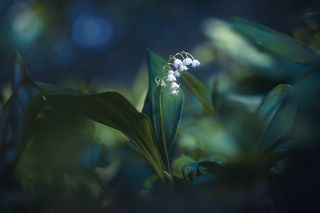 Полушепотом... в полудреме...