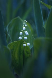 Пока еще прячут в тенистых зарослях нераскрывшиеся бутончики...