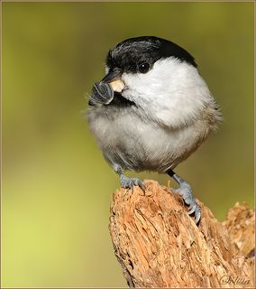 Жадинка, схватила аж две семечки сразу.