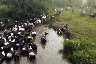 К величайшему сожалению долго наслаждаться созерцанием купальщиц не удалось. Нет, прелестницы не изгнали меня из укромного уголка и не подняли шума. Но внезапно из-за кустов буквально выпрыгнул суровый мужчина в необъятной кепке и с огромным кнутом, очень похожий на Карабаса-Барабаса, только вместо бороды у него была злобно торчавшая щетина. Он исторгал ругательства, размахивал ручищами, а затем схватил плескавшуюся у самого берега купальщицу и стал зачем-то вытаскивать несчастную из воды, не обращая ни малейшего внимания на её отчаянное сопротивление. Идиллия, воцарившаяся у реки, была безвозвратно разрушена…
