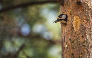 подготовка дупла для кладки яиц..