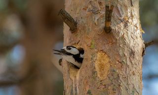 подготовка дупла для кладки яиц..