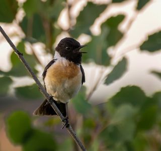 черноголовый чекан..(самец)