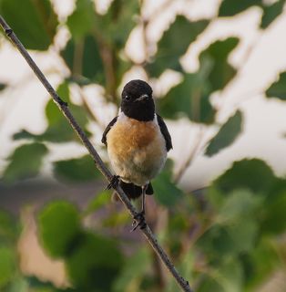 черноголовый чекан.. (самец)