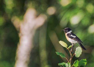черноголовый чекан.. (самец)
