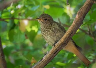 птенец горихвостки, умеет летать, но ждёт родителя с кормом.
