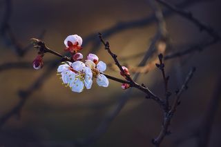 Весной пригретая...