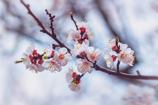 В ожидании пчел...