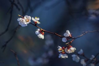 Тихонько опустился вечер...