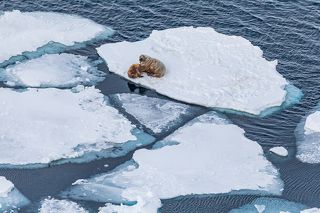 Атлантические моржи.
Баренцево море, июнь 2019.