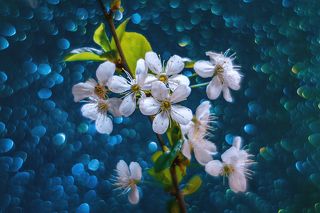 Было много цветов - будет много ягод!