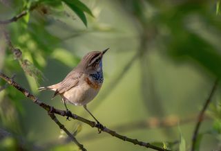 варакушка (самка)