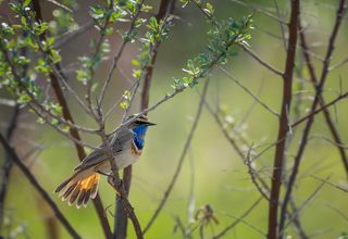 варакушка (самец)..