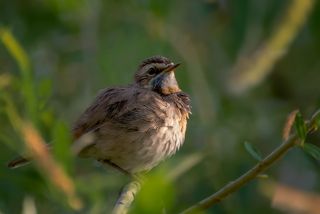 варакушка (самка)