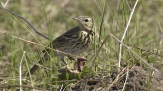 лесной конек