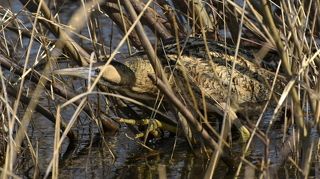 большая выпь