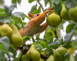 самую красивую..