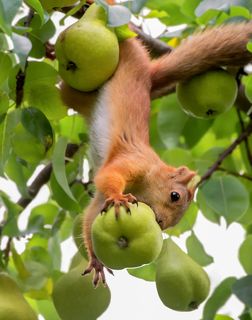 тяжёлые очень, не удержать..