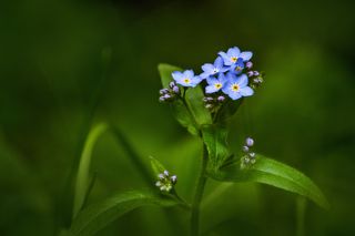 Голубой, который прячется в зеленом :)