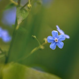 Как звездочка :)
