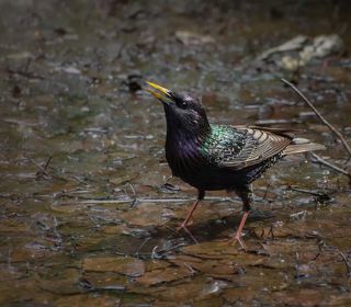 скворец пьёт воду