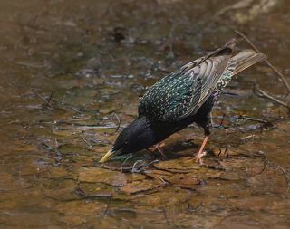 скворец пьёт воду