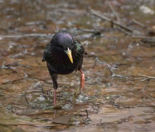 водные процедуры в жаркий день.