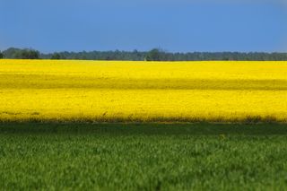 Минимализм