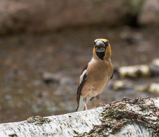 день жаркий, пить сильно хочется..